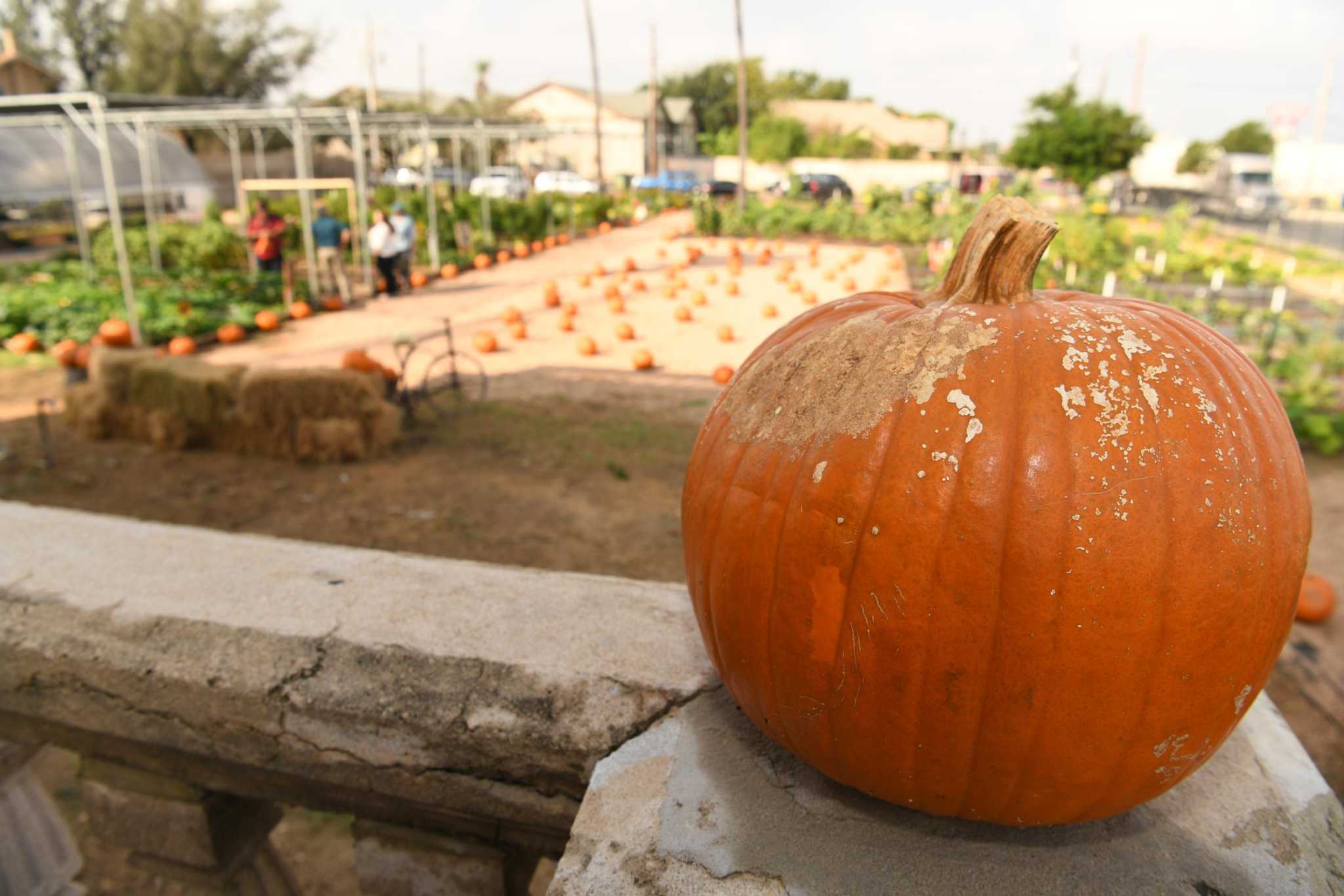 City of Laredo opens pumpkin patch at Cancesco Community Garden