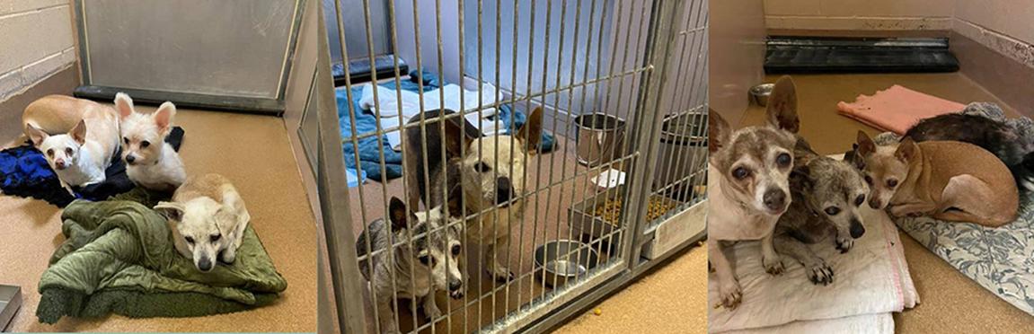 100 dogs and cats removed from East Bay property, 6 euthanized