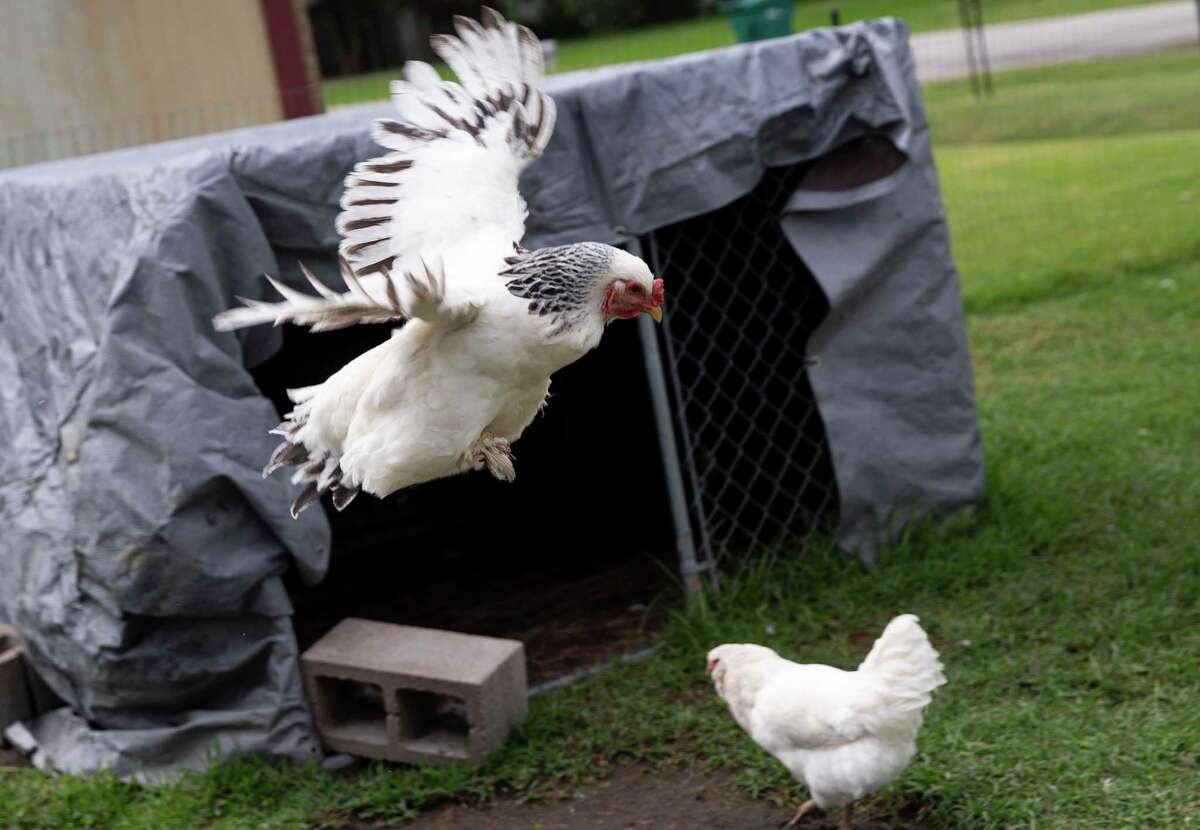 Backyard chickens sparked a lengthy saga in La Marque. Are they a