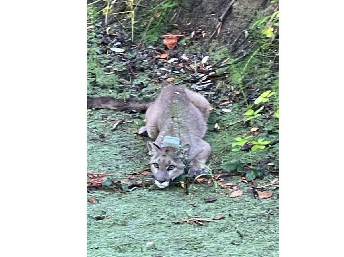 A mountain lion was spotted in Rohnert Park near a creek path on Monday morning, prompting two school lockdowns.