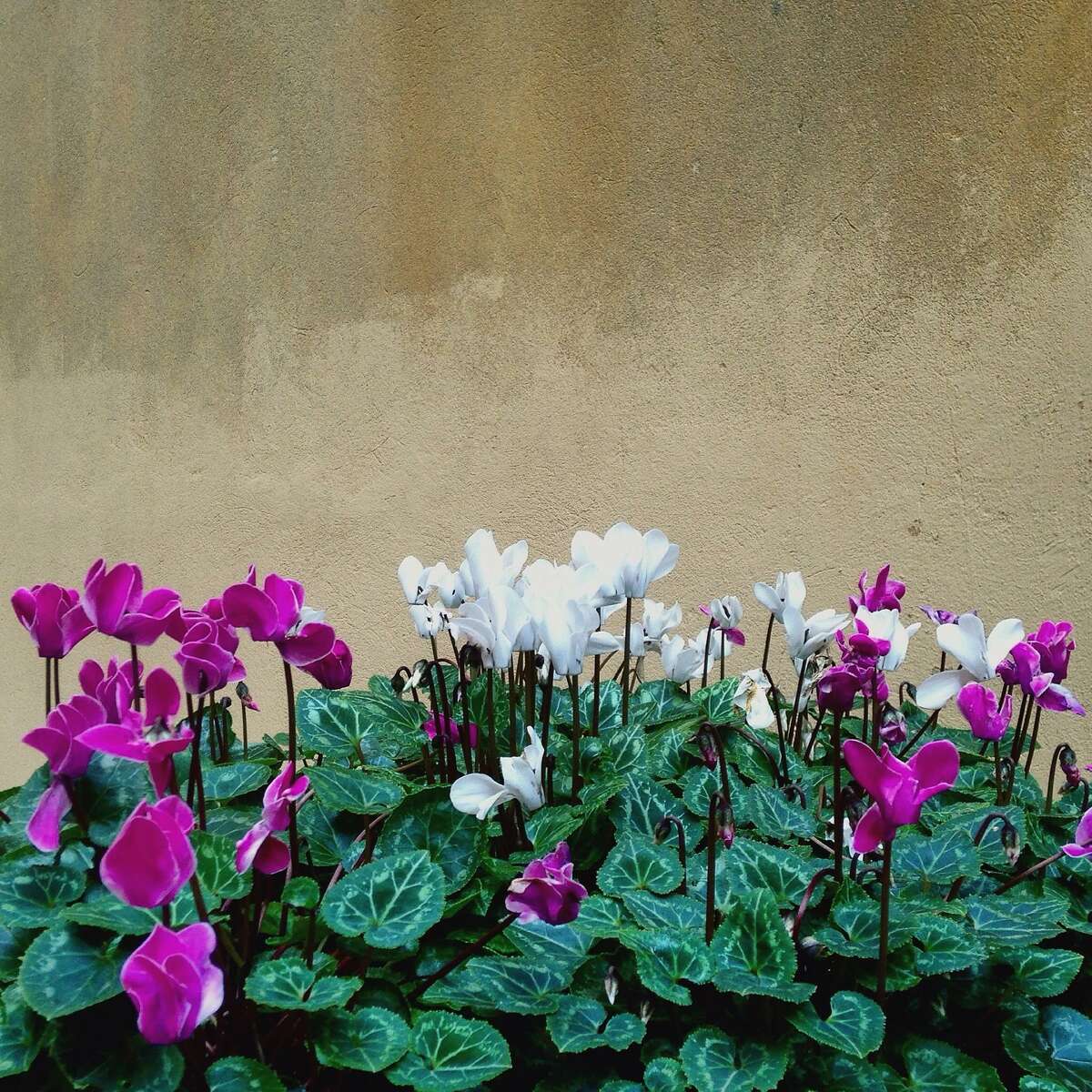 The cyclamen foliage has been unaffected by this year’s freezes, and even the blooms have escaped damage when they were covered by a layer of N-sulate fabric.