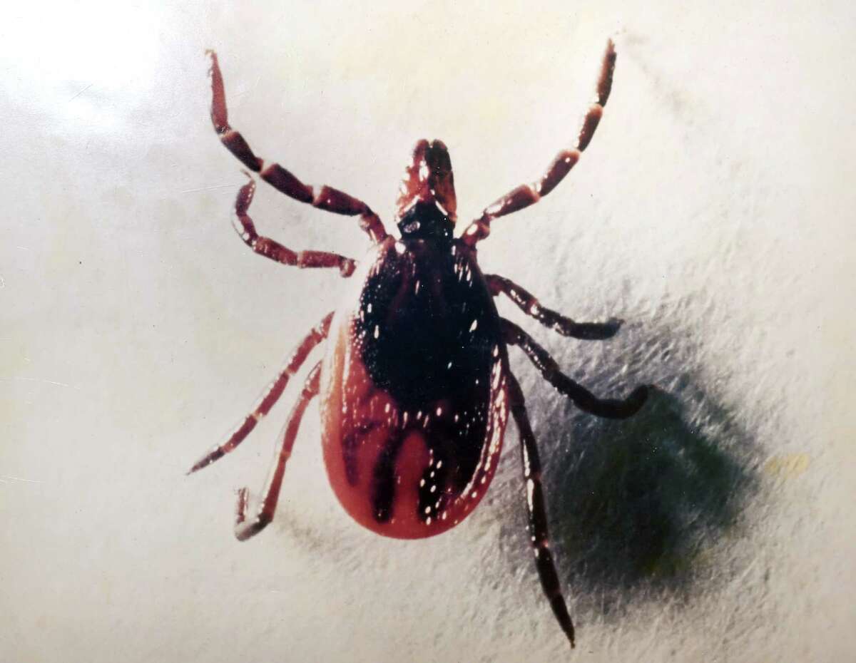 A photograph of an adult female deer tick at the Connecticut Agriculture Experiment Station's Jenkins-Waggoner Laboratory in New Haven on February 21, 2020.