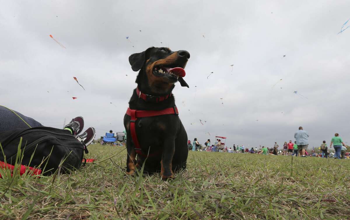 A Dachshund named Bentley belonging to Juliann Talbott marvels at the kites in the sky during Fest of Tails at McAllister Park in 2018.