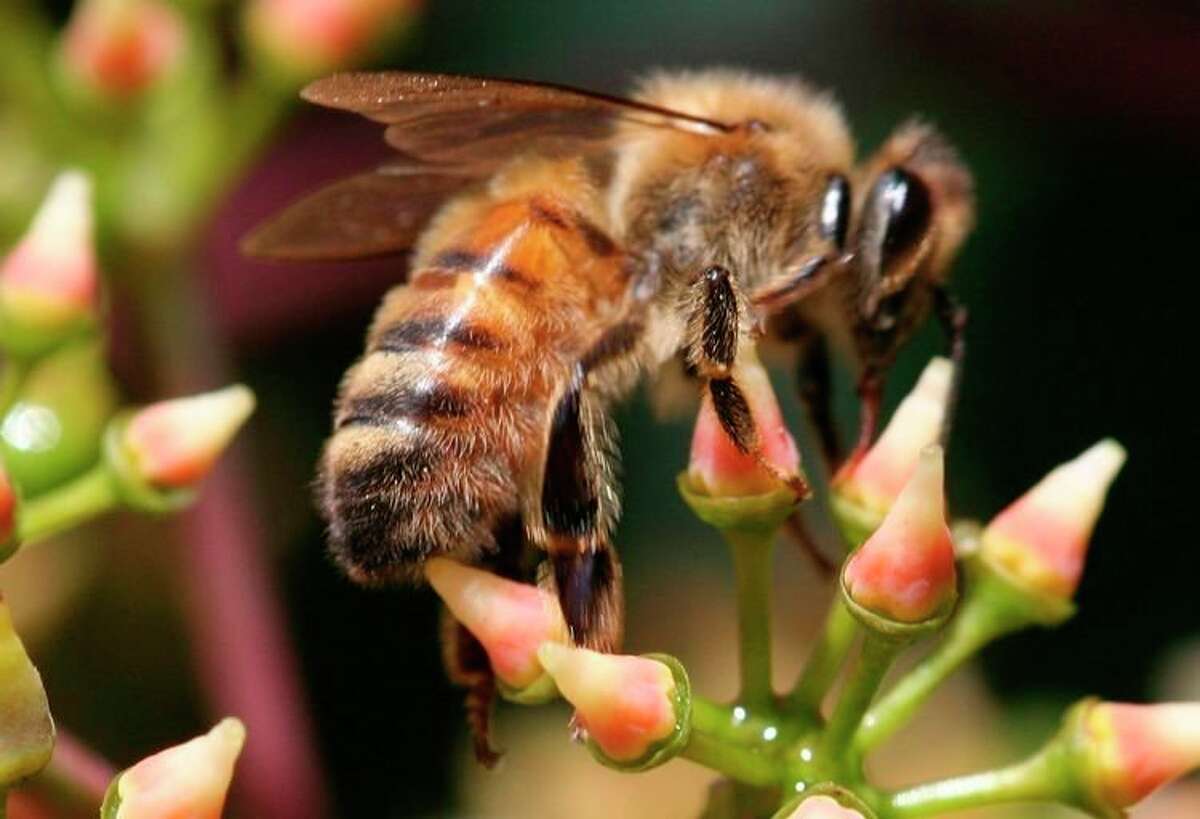 A honey bee; note the hairs on its body. (Courtesy photo/Lesley Ingram/Bugwood.org)  