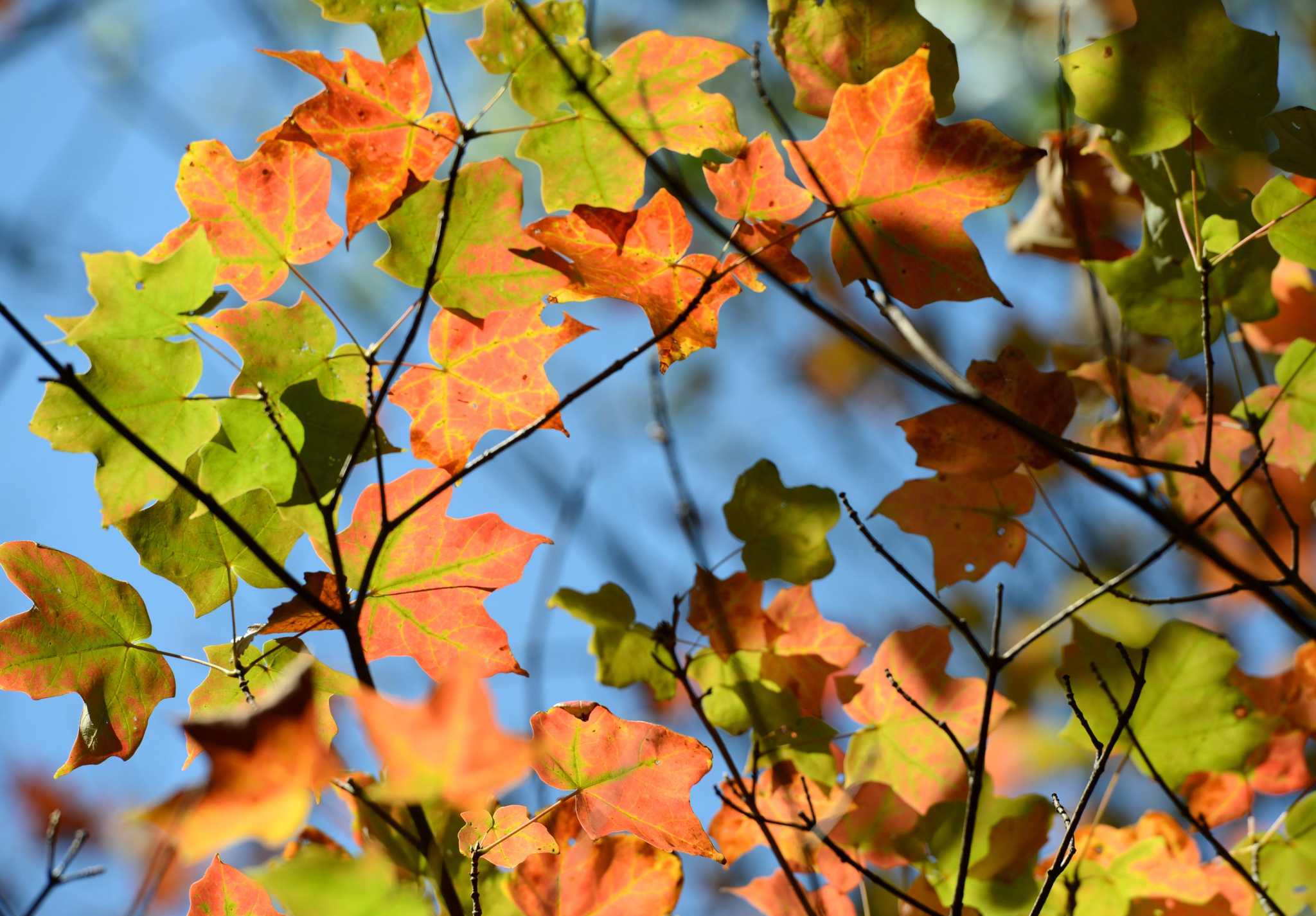 Opinion: Turn off the blower and let the leaves be this fall - Vimarsana News