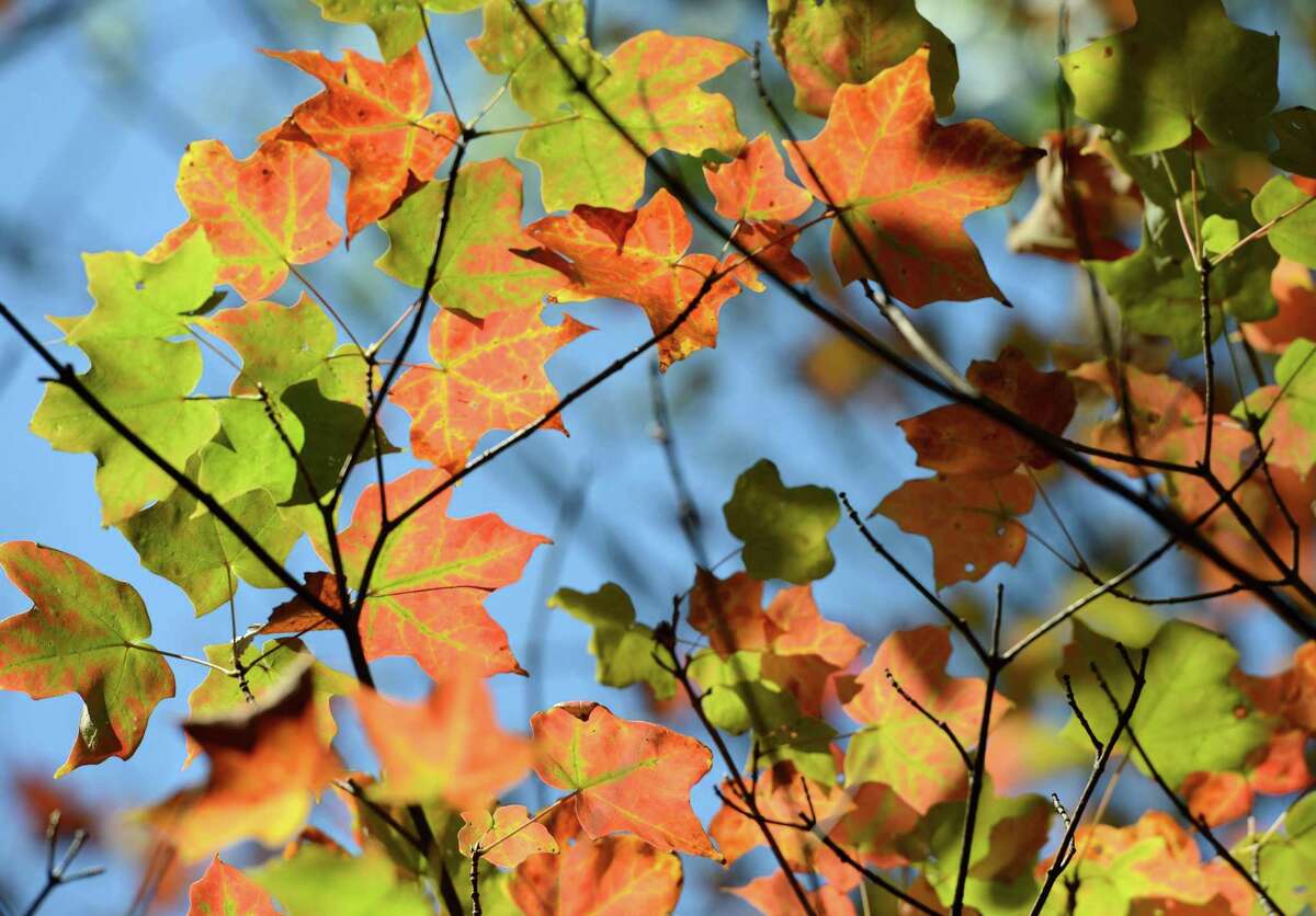 Fall foliage in Westport.