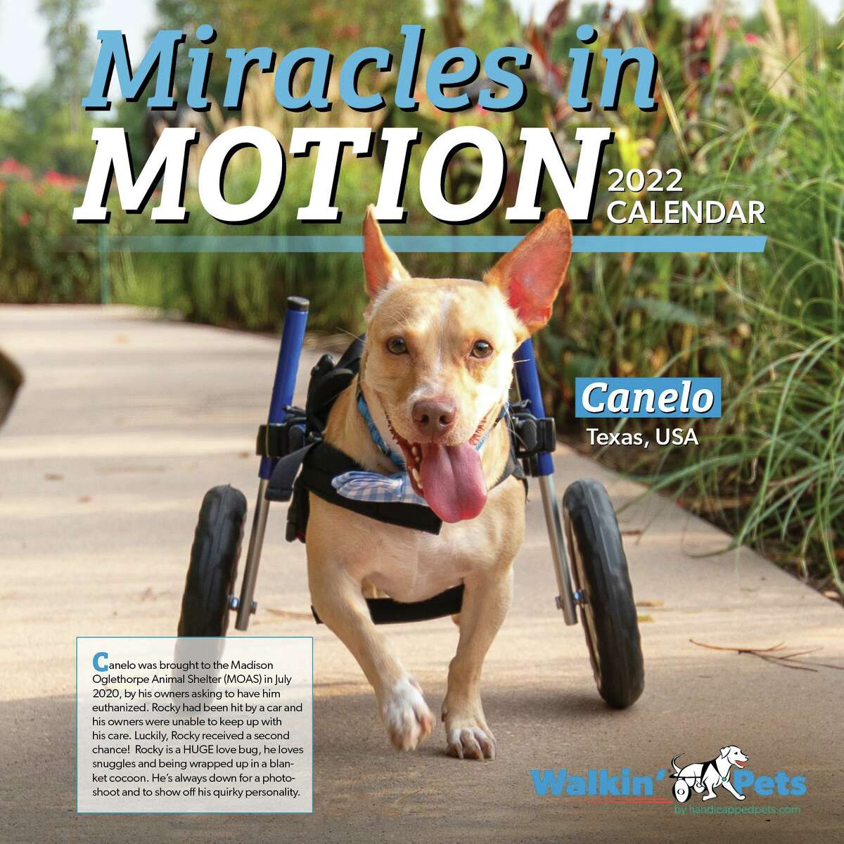 Canelo is pictured happily walking in a Walkin’ Pets wheelchair to support his injured hind legs. The Montgomery Chihuahua will star as the cover for the disabled pets calendar next year.