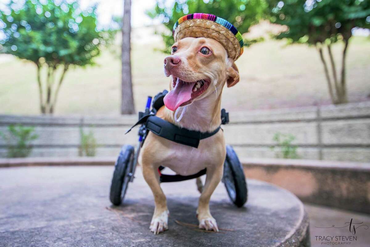 Montgomery Chihuahua featured in disabled pets calendar