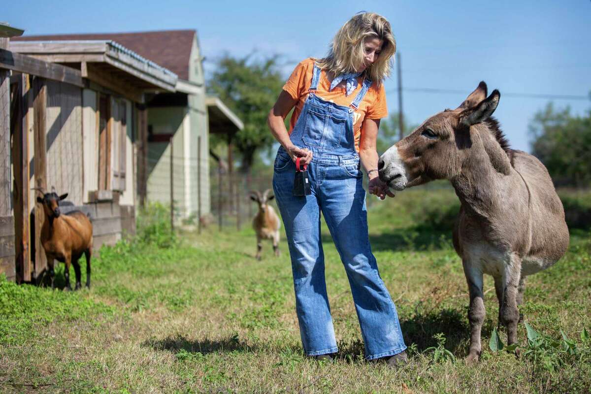 Musician Terri Hendrix gives Niem, a donkey, a treat in as they walk together at Wilory Farm.