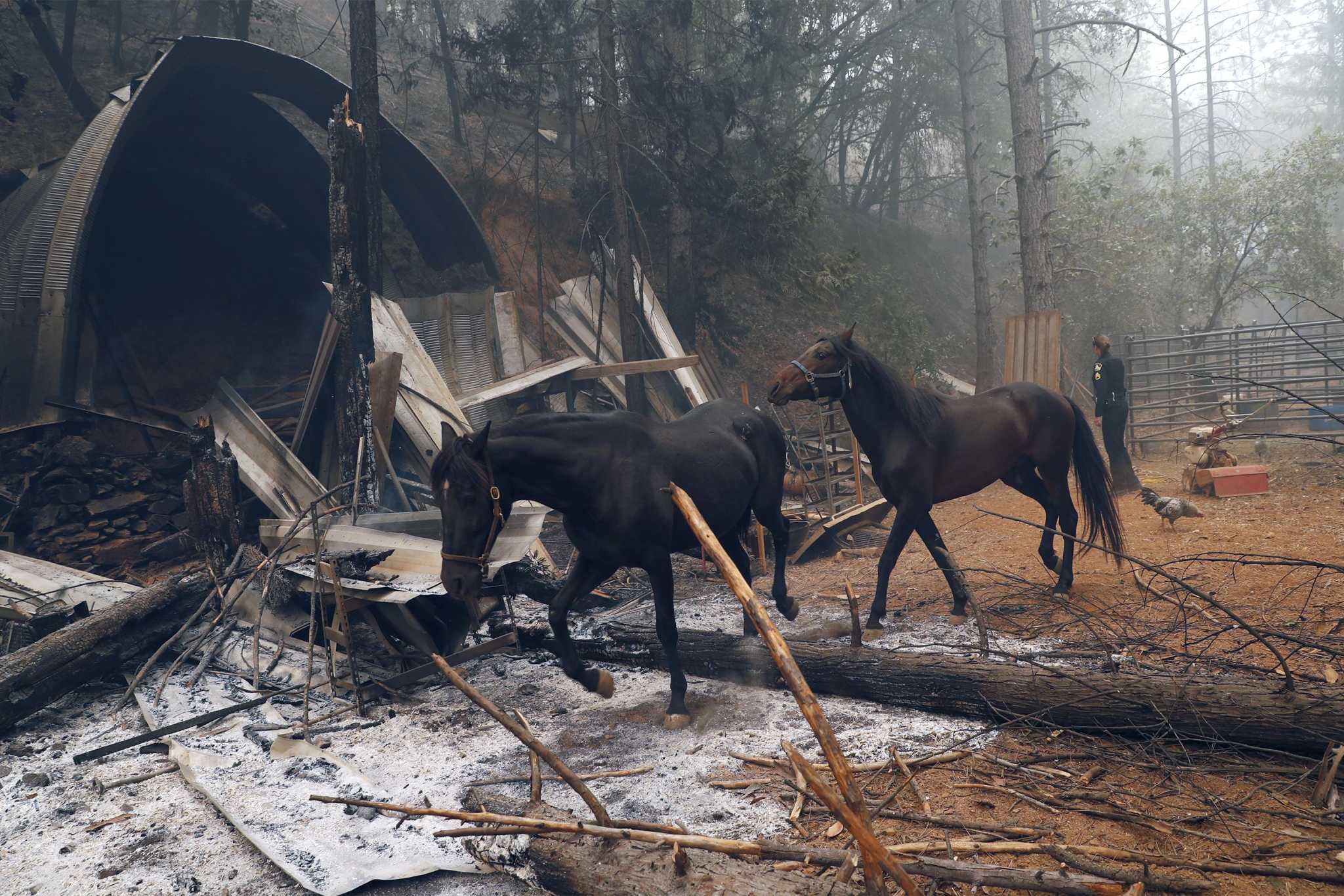California law shields wildland arsonists from animal cruelty charges. Here's how - Vimarsana News