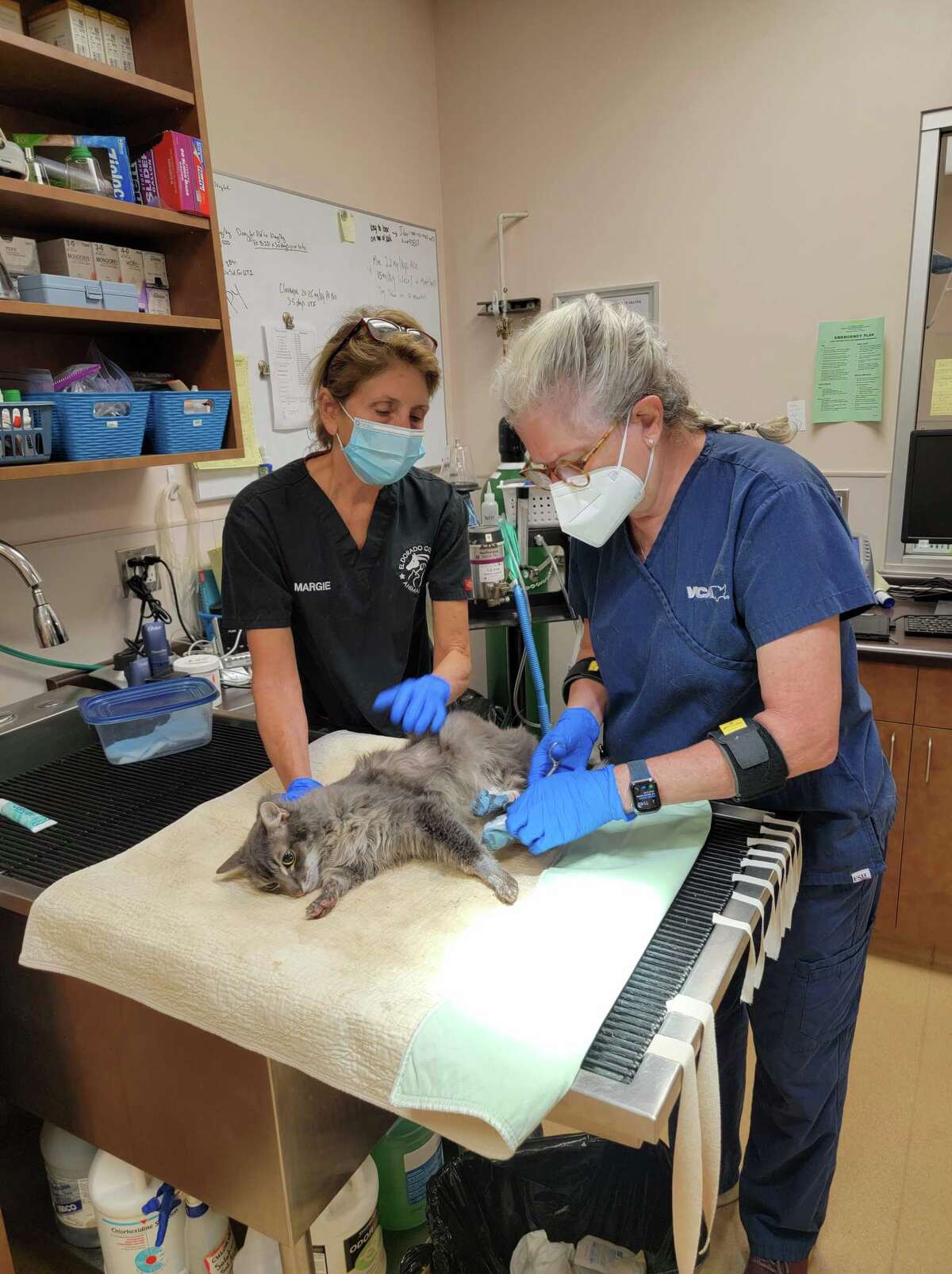 Veterinarians Margie Fansler and Melissa Gates treat a cat who suffered burns to its paws during the Caldor Fire last summer. The cat was one of roughly 1,800 animals recovered through El Dorado County Animal Services' emergency response effort.