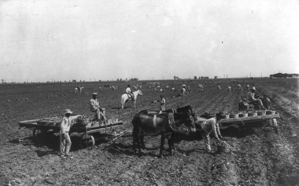 Black men, possibly prisoners from the Imperial State Prison Farm, pick potatoes in 1909; three men on horseback oversee the work.