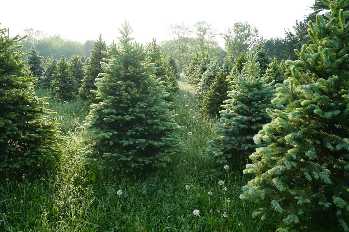 FILE - A photo of multiple Christmas trees 