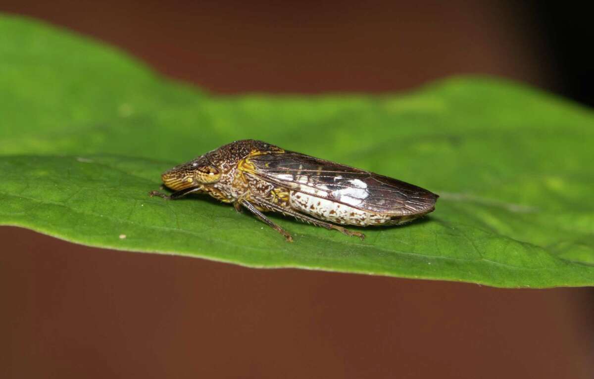 Glassy-Winged Sharpshooter (Homalodisca vitripennis) resting on a Crepe Myrtle leaf in Houston, Texas..