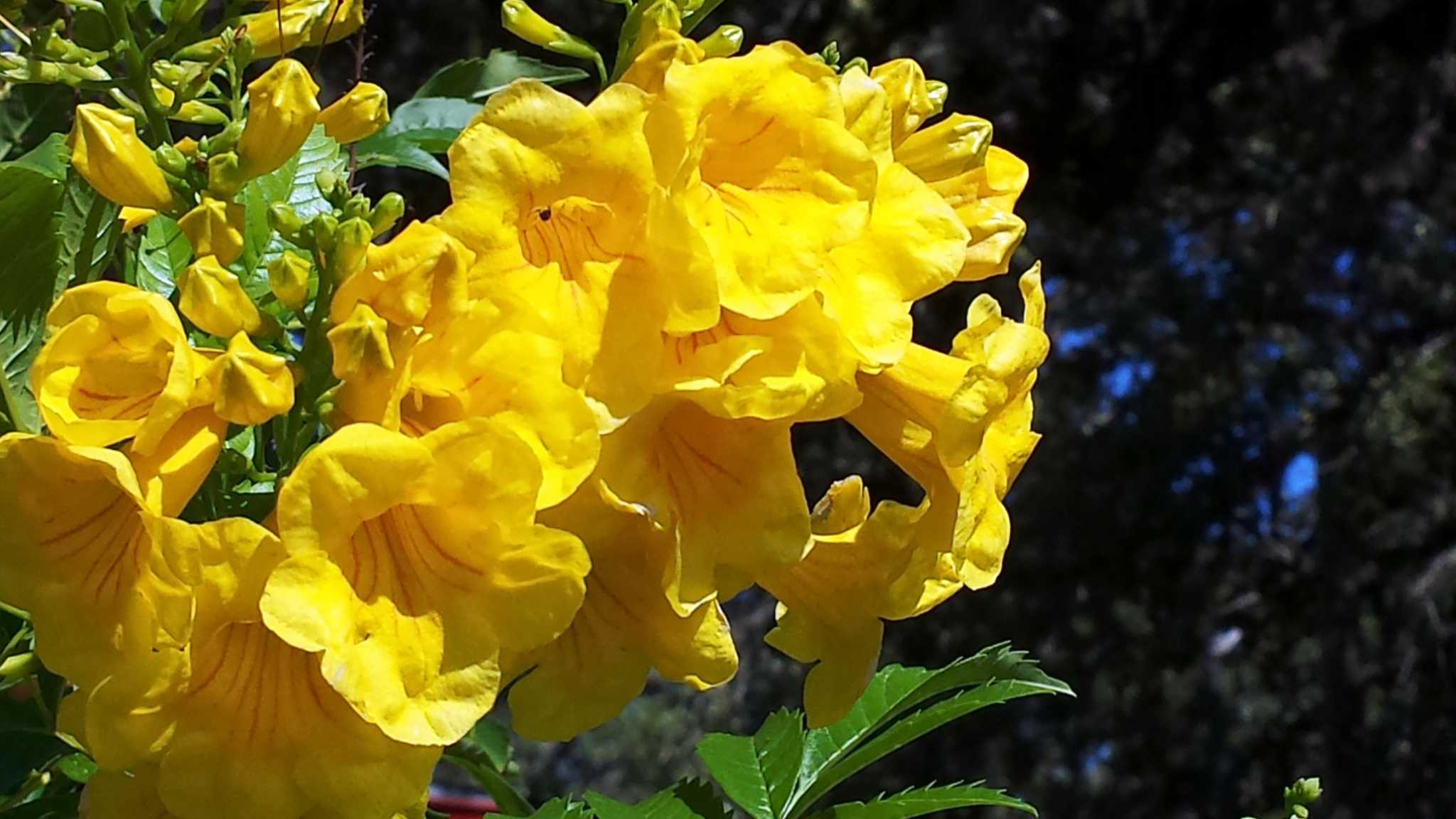 Texas A&M experts answer Houston garden questions about esperanza, hibiscus