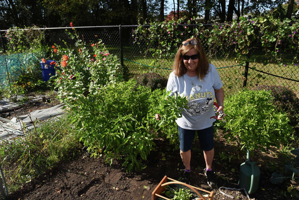 Barbara Agneta harvests basil from her plot at the Westland Hills Community Gardens on Wednesday, Oct. 20, 2021, in Albany, N.Y.