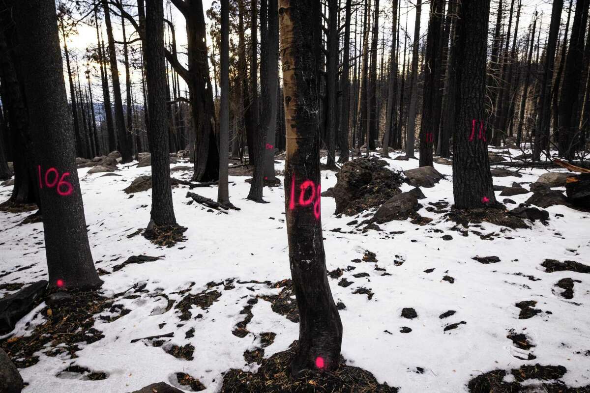 Burned trees are numbered along Highway 88 in the Caldor Fire burn scar near Kirkwood.