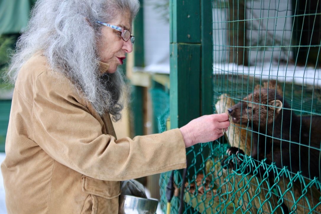 A falsified bear escape? Cover-ups at Adirondack refuge detailed - Vimarsana News