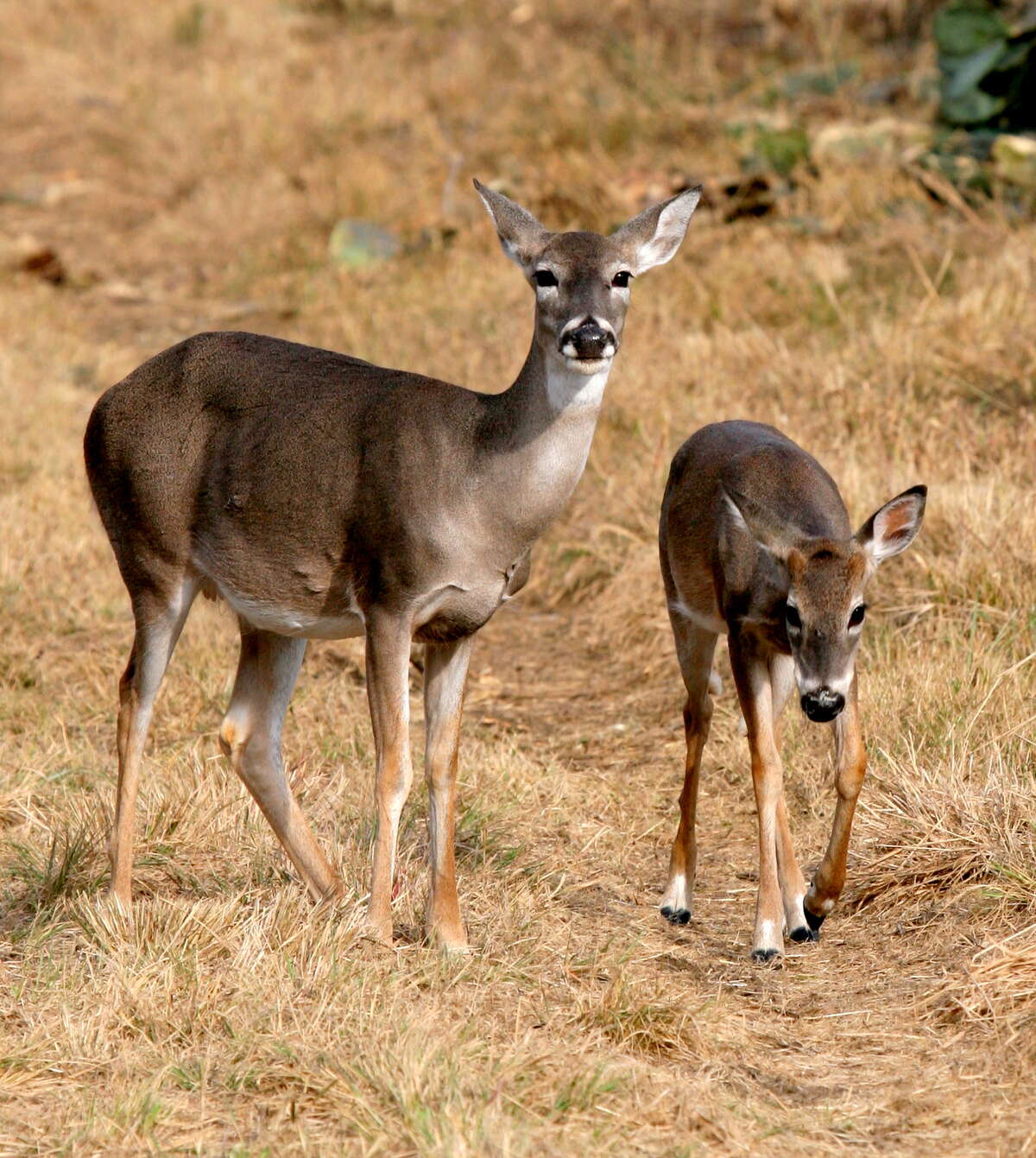 FILE—Deer season provides great opportunities for hunters, but can be dangerous for hikers.