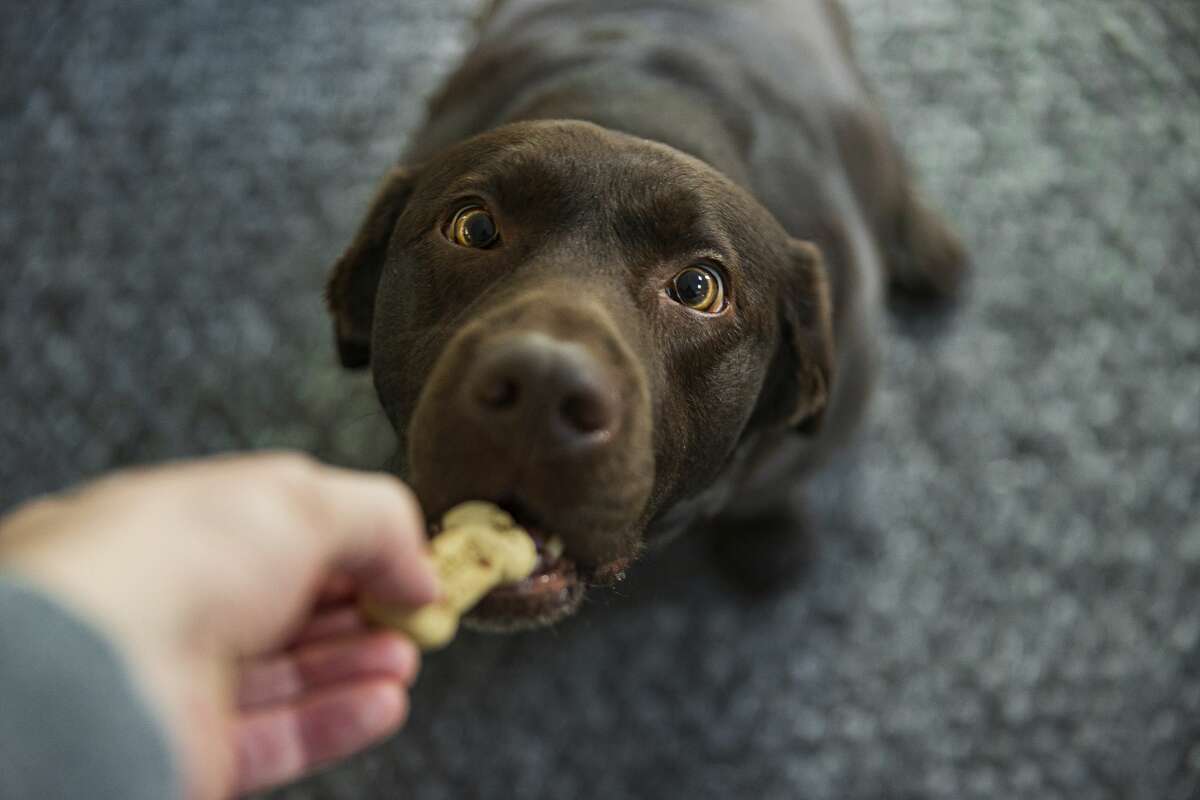FILE - A chocolate Labrador retriever dog looks up slightly cross-eyed at its owner as it takes a biscuit