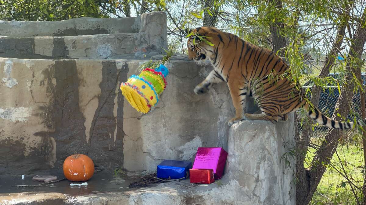 Tiger Cubs Are Being 'Frozen To Make A 'Healing Glue' Which Is Being Sold  For 6000 Rupees!