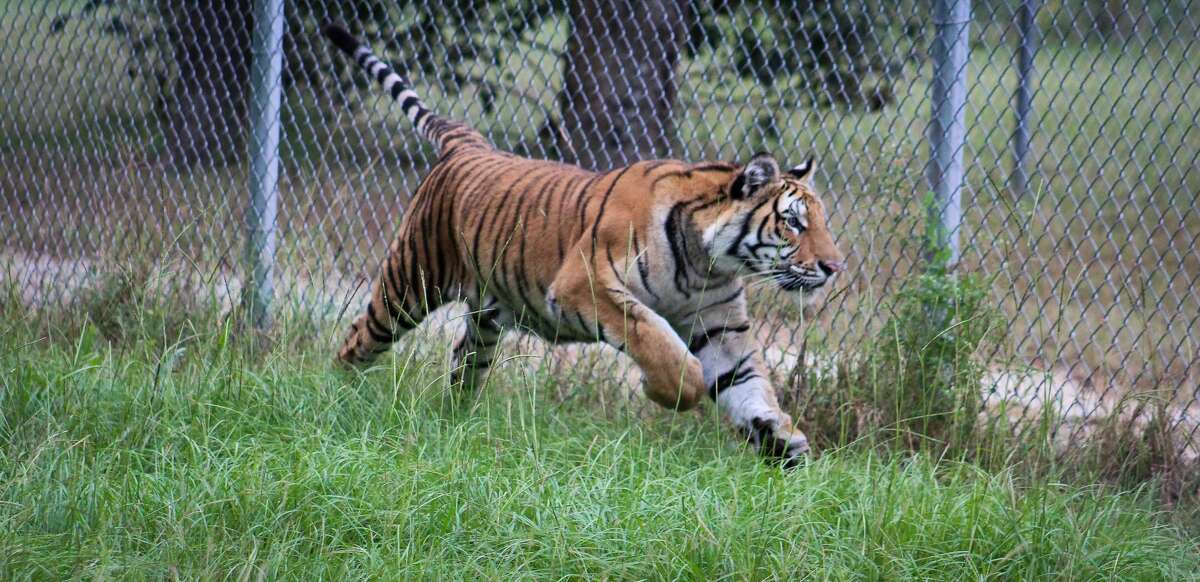 Elsa in her new habitat running along the fence.