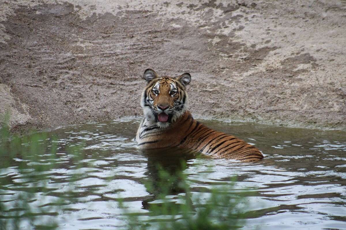 Elsa is enjoying her pool in her new habitat.