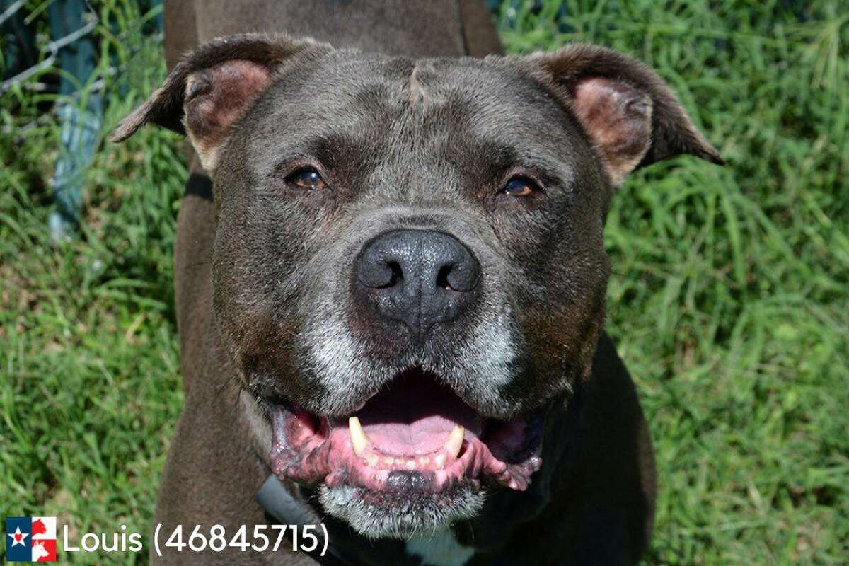Louis (46845715): 8 years old, 67 pounds, and heartworm-free. Louis is dog aggressive and should go to a home with no other animals. He has some mild behavior concerns but no bite history. He has been at the shelter since March 5, 2021, and visible in the adoption wing since March 17, 2021.
