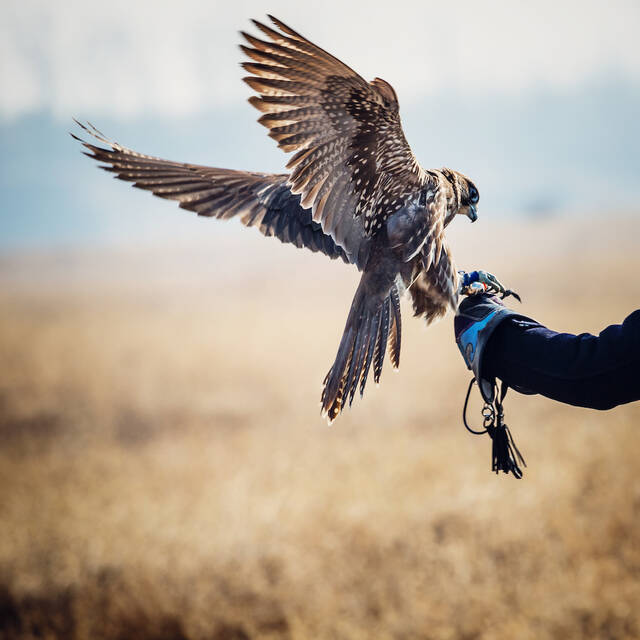 Library program explores falconry Library program explores falconry