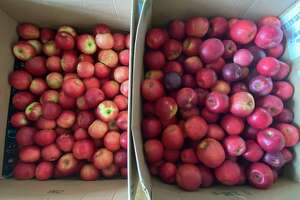 The kits will include apples for pies and applesauce. (Connor Veenstra/Huron Daily Tribune)