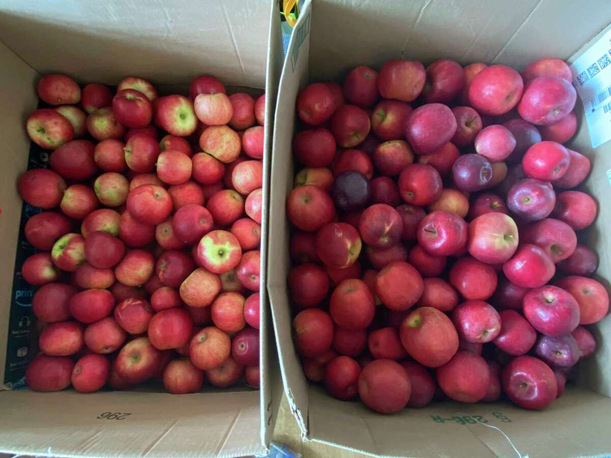 The kits will include apples for pies and applesauce. (Connor Veenstra/Huron Daily Tribune)