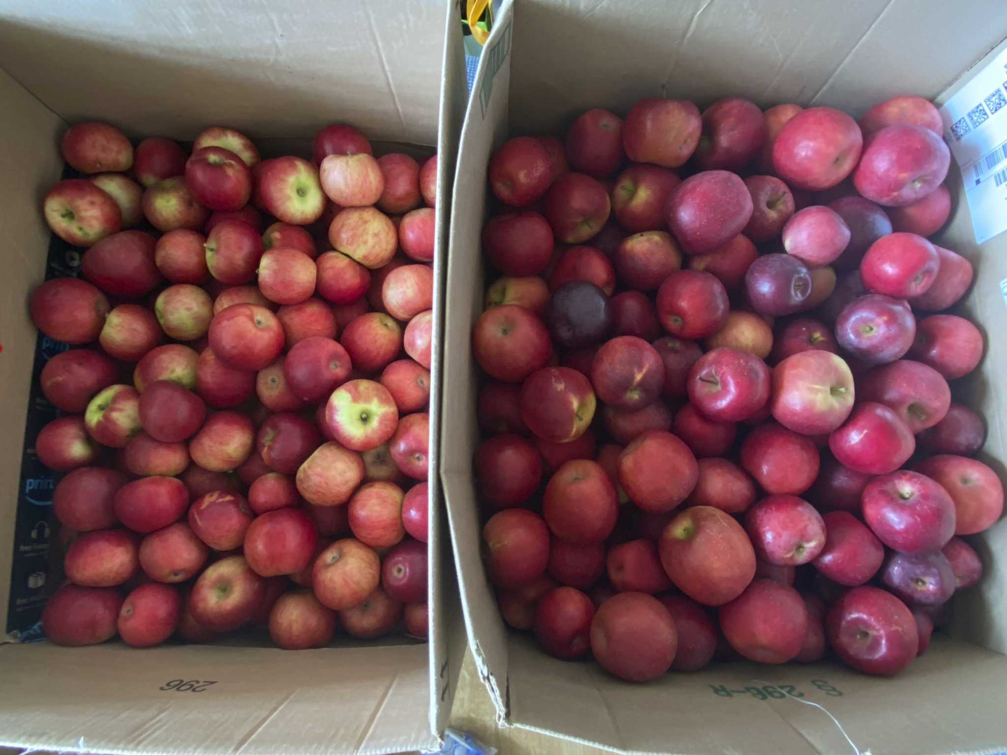 Honeycrisp Apple Box - Fresh Michigan-Grown Apples Delivered