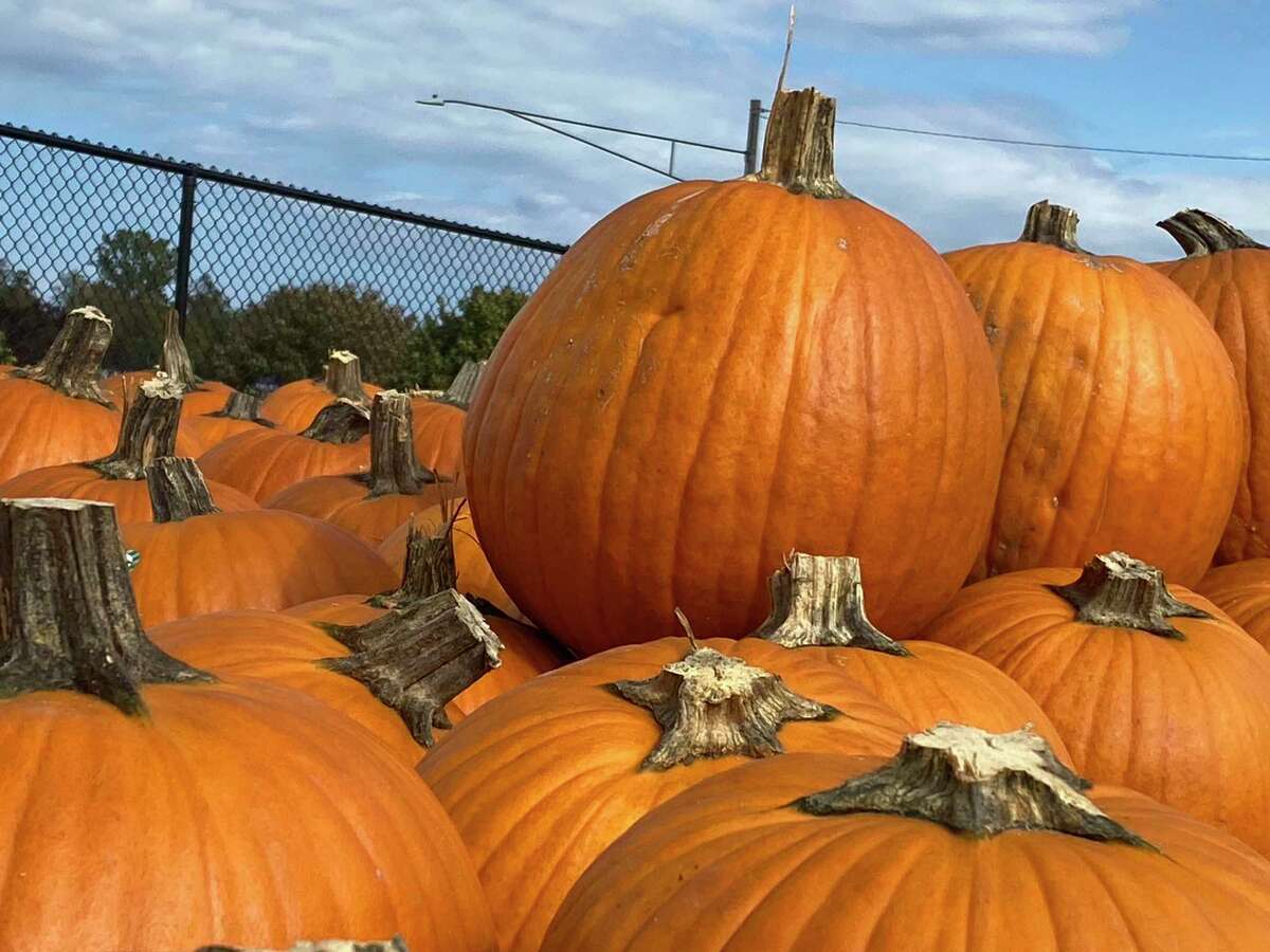 Pumpkins are ready to be sent out in the fall kits for North Huron students. (Connor Veenstra/Huron Daily Tribune)