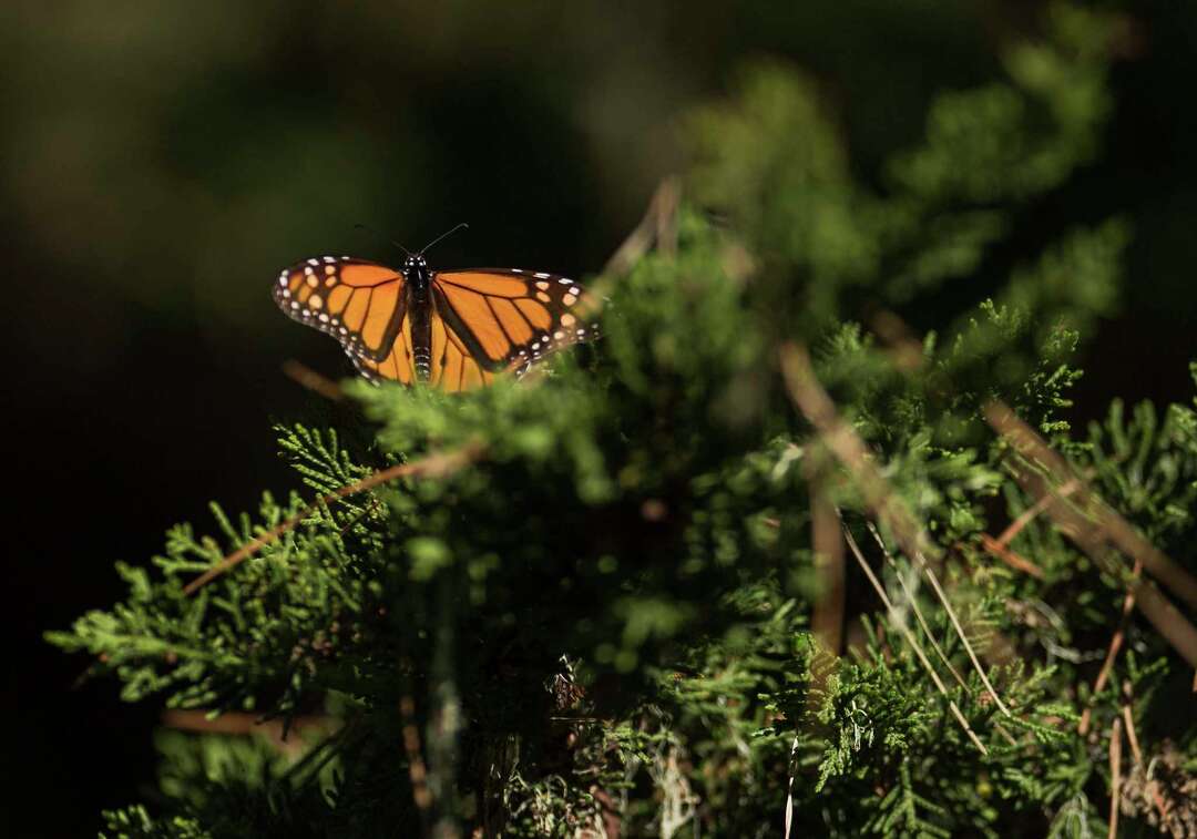 Monarch butterflies return to Pacific Grove. And the drought may be the ...