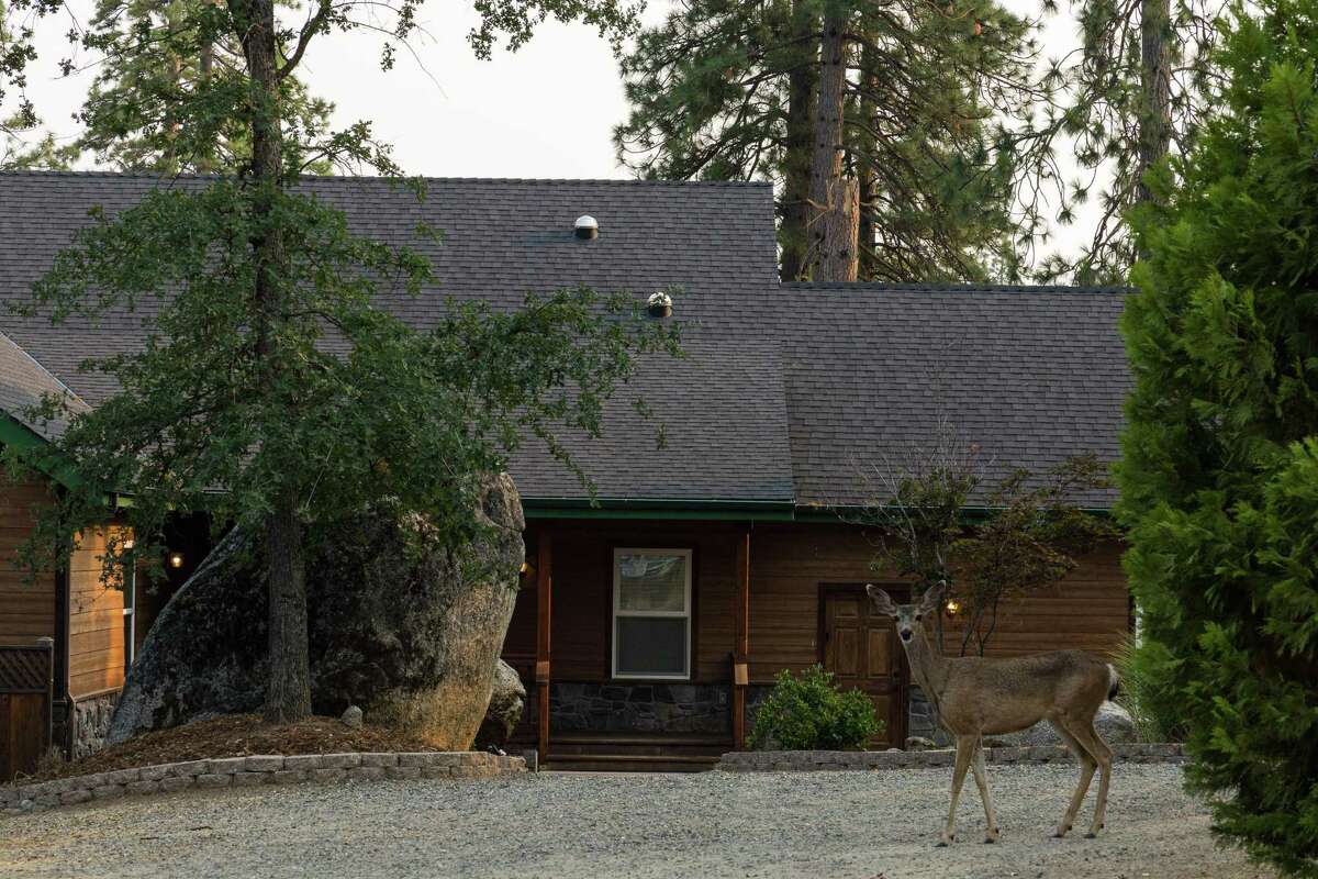A deer walks in front of the Mariposa County, California, home of Jonathan Gerrish and Ellen Chung. The couple, their young child and their dog perished in the Hites Cove/Devil’s Gulch area.