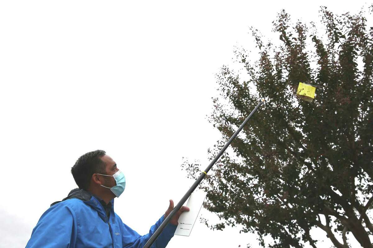David Jagdeo, deputy agricultural commissioner, Sealer of Weights and Measures, Solano County, changes a yellow sticky panel trap being used to trap glassy-winged sharpshooters on Wednesday, October 20, 2021 in Vacaville, Calif.