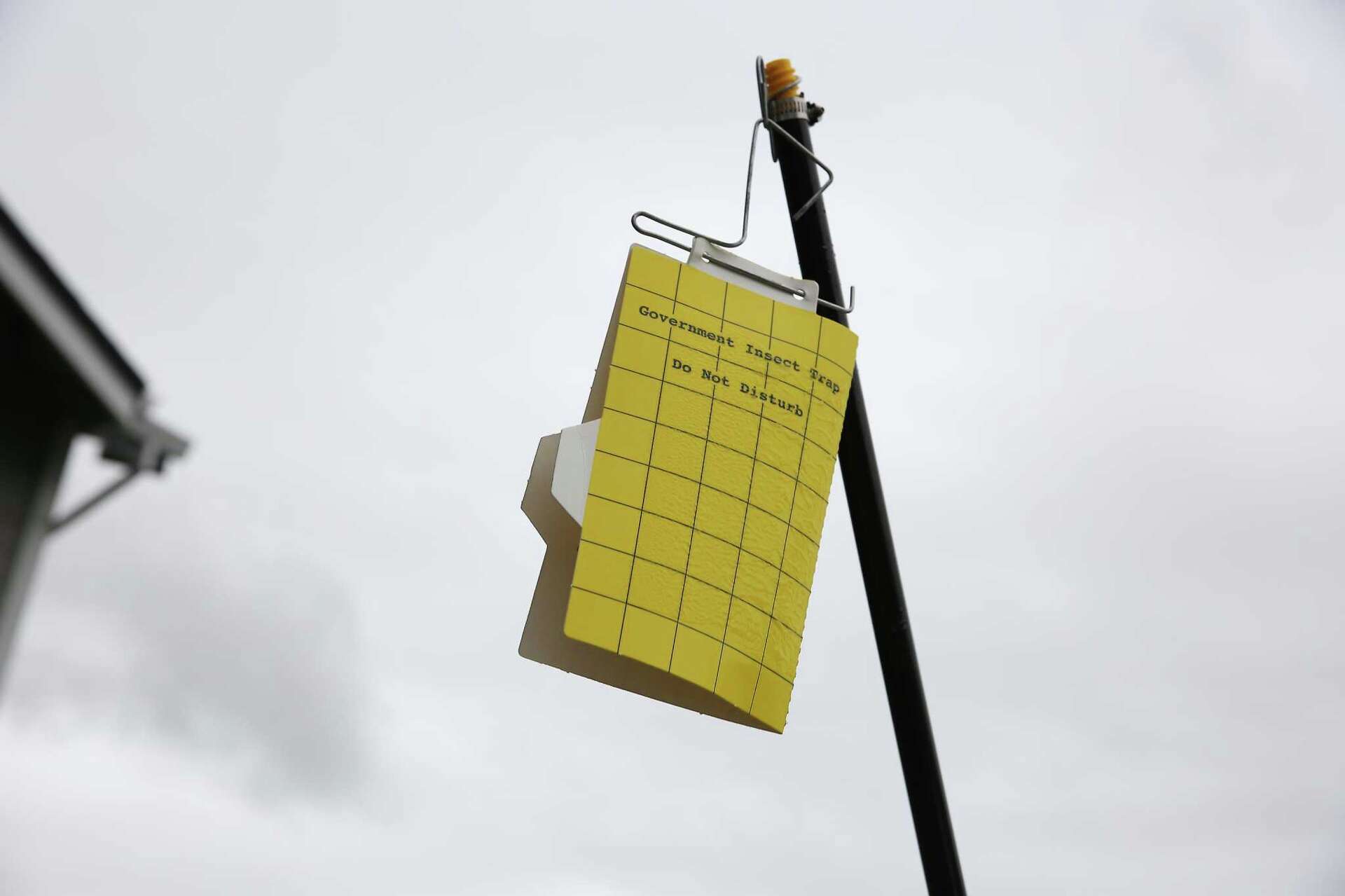 Infestation of glassy-winged sharpshooters making Wine Country nervous