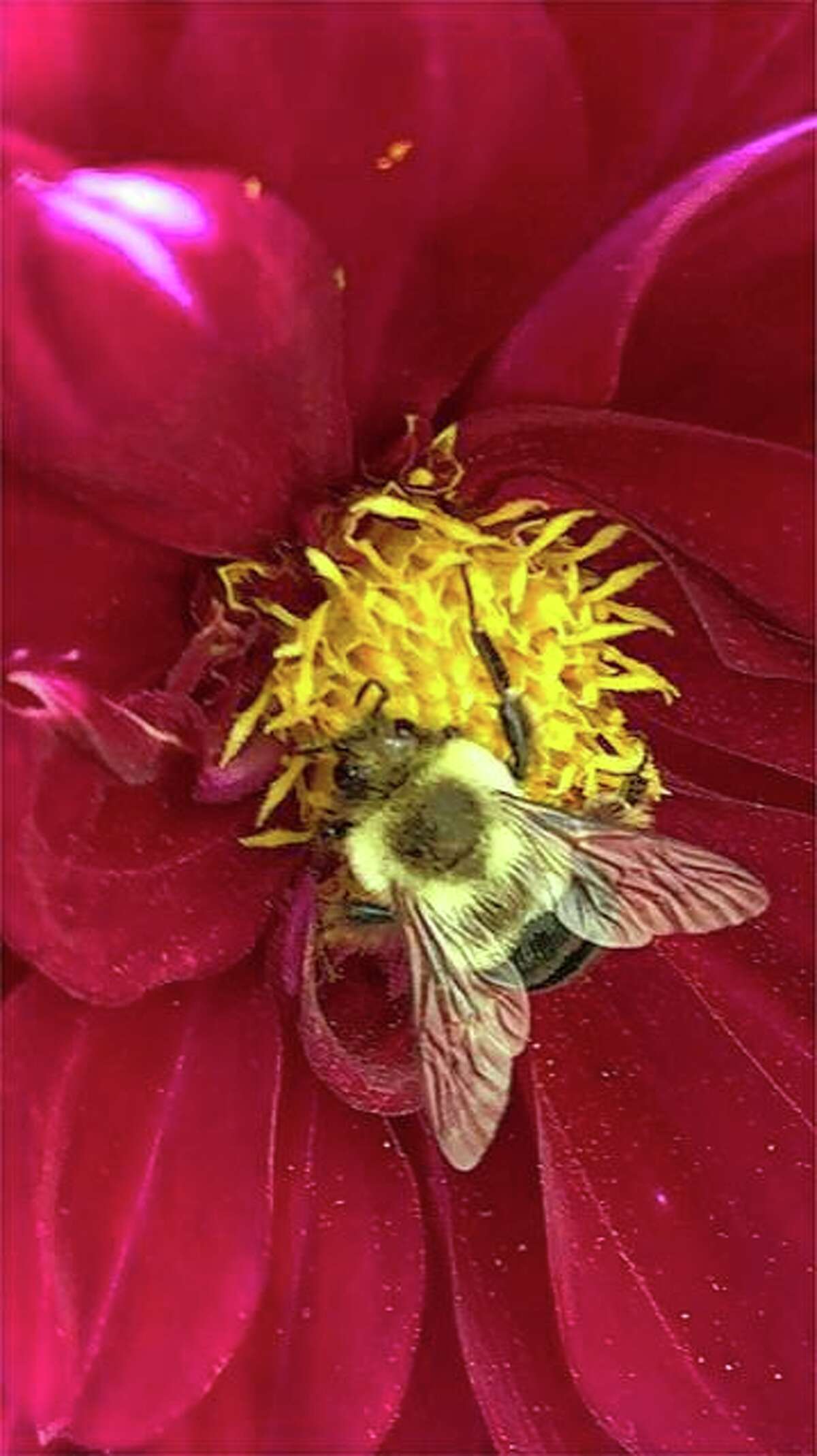 A bee gathers nectar from a late-blooming dahlia.