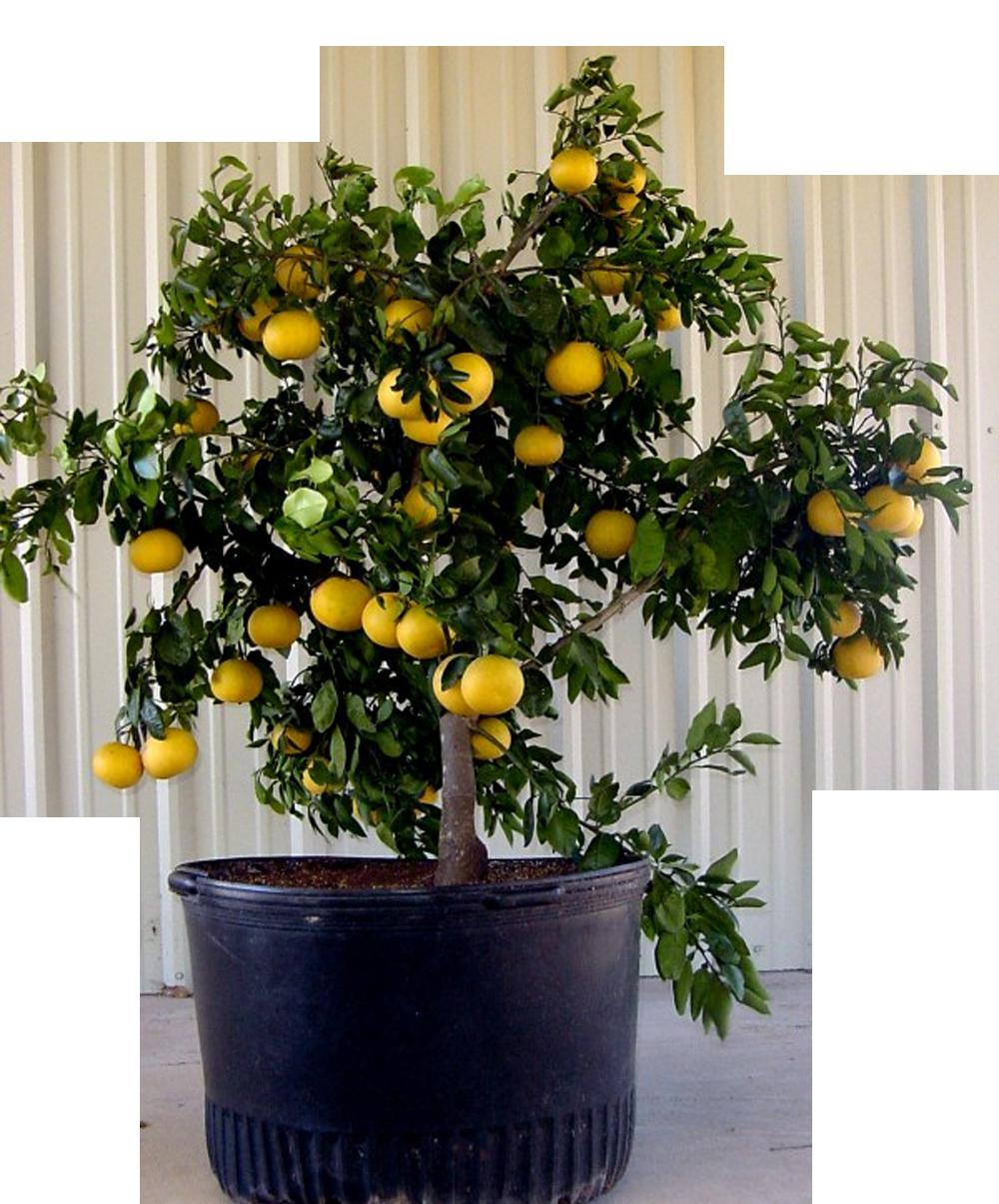 Плодовые домашние. Цитрус лимон дерево. Цитрус лимон в горшке. Лимон Пандероза. Карликовое лимонное дерево.