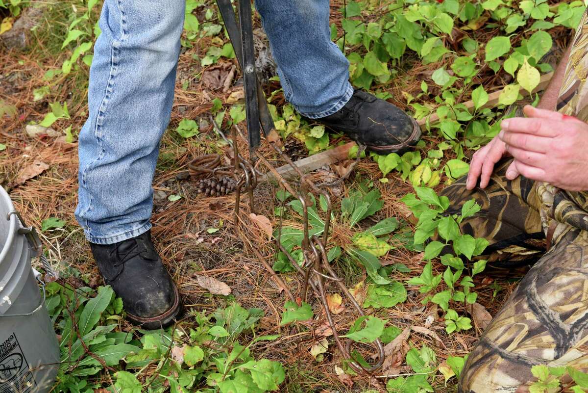 A damming situation Busy beaver threatens Mechanicville water supply