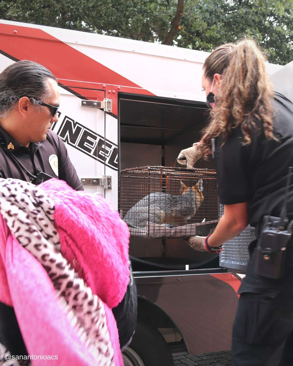 It was transported to Wildlife Rescue and Rehabilitation to receive care for its suspected unknown injuries or sickness.