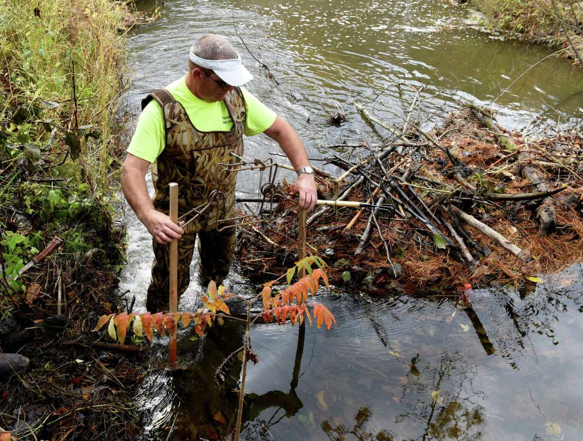 Martin Garland with the City of Mechanicville Department of Public Works sets a beaver trap on a stream feeding the city's water reservoir on Thursday, Oct. 21, 2021, in Mechanicville, N.Y. The beaver had built a dam that was disrupting the water flow.