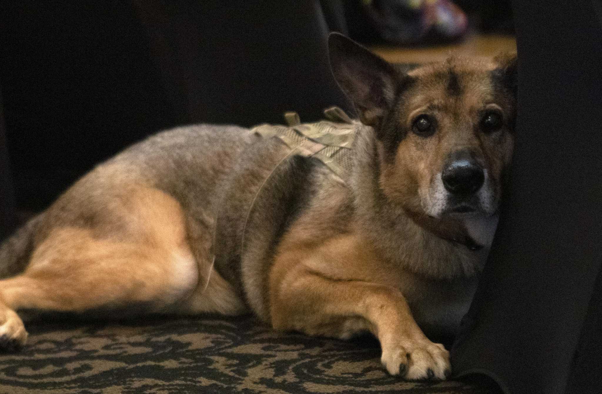 Annual fundraiser highlights animal welfare - Vimarsana News