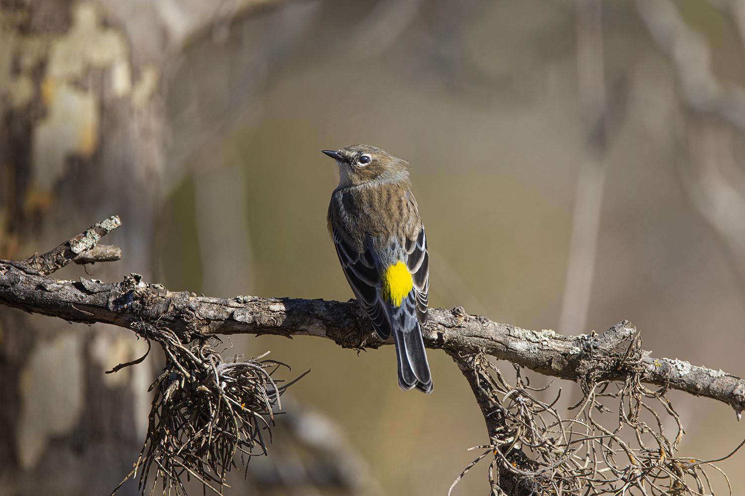 Yellowrumped warblers are among the songbirds that winter in Houston