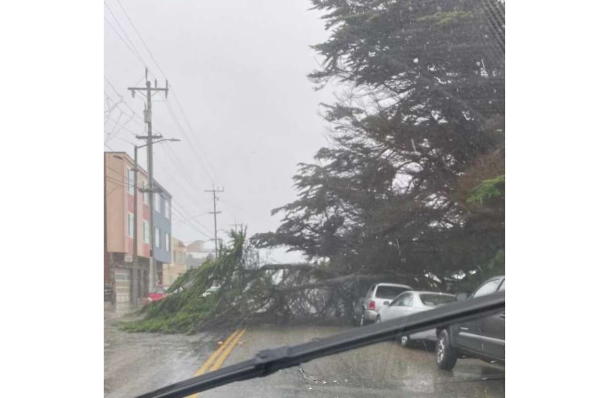 A downed tree on Lower Great Highway in San Francisco on Oct. 24, 2021.