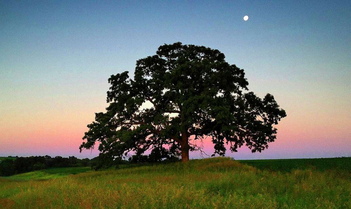 Your guide to planting shade trees in San Antonio live oak, bur oak