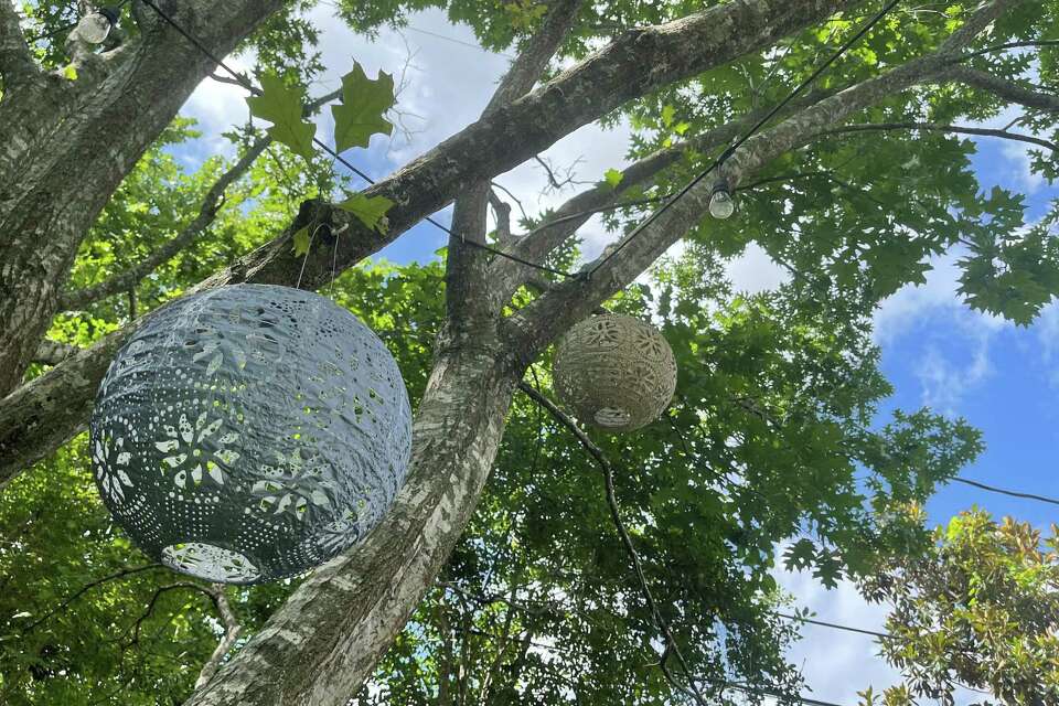 Your guide to planting shade trees in San Antonio: live oak, bur oak ...