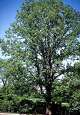 Your guide to planting shade trees in San Antonio: live oak, bur oak ...