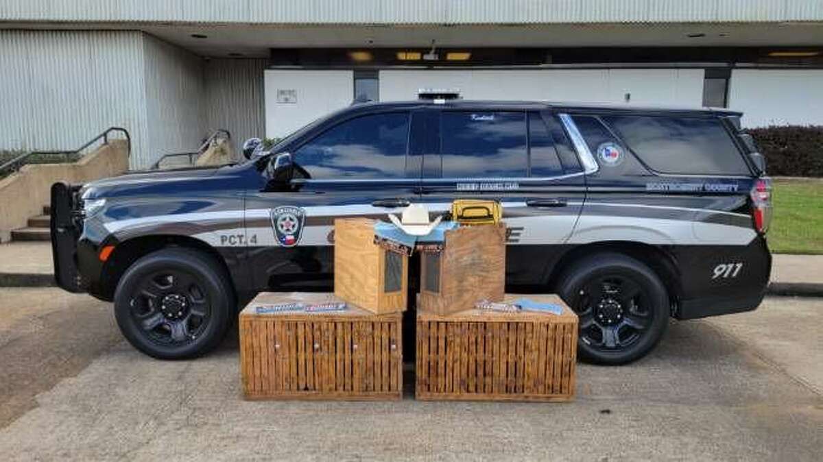 Materials used in cockfighting are seen outside the Montgomery County Precinct 4 Constable's Office in New Caney. The items were seized during a traffic stop near U.S. Highway 59.