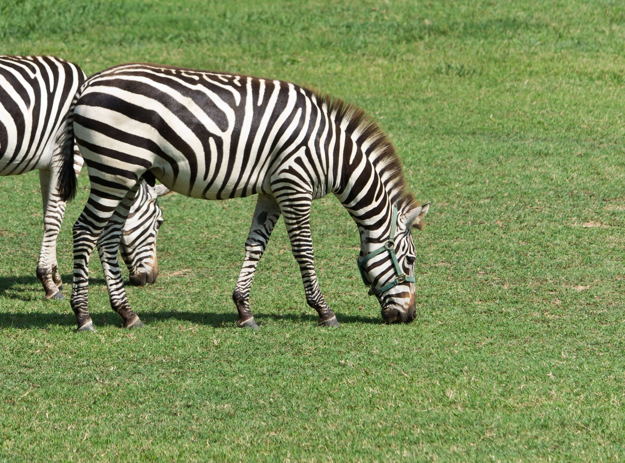 Candidate uses zebras in campaign - then opponents run with it - Vimarsana News
